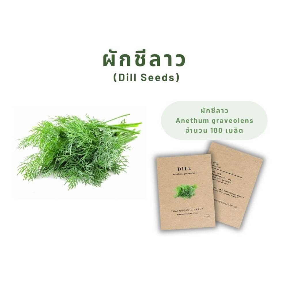 เมล็ดพันธุ์ผักชีลาว LETPOT ไทย ออแกนิค ฟาร์ม